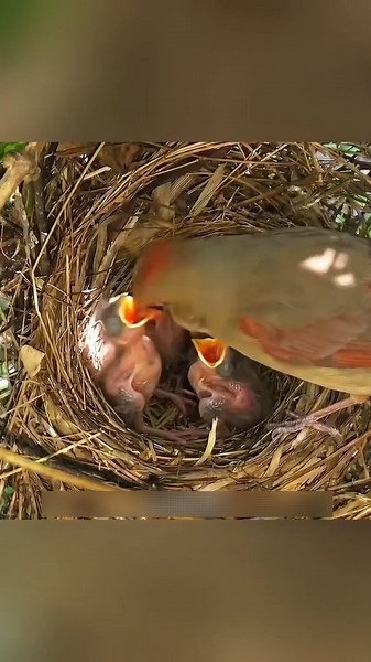 जब पक्षी बनते हैं असली हीरो | Cardinal Birds Family Story #birds #wildlife #didyouknow #animals