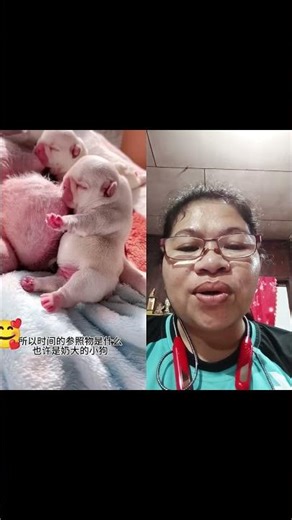 DEDE NA CLA BABY 🐕.#youtubeshorts #pets #petlover #fyp #fypyoutube