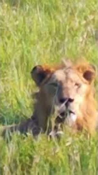 EMERGENCY! Red road male is alive but in very bad condition . He is starvimg