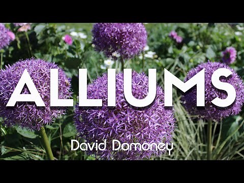 Your Allium Questions Answered (The Science Behind It)