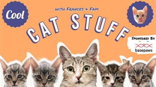 Watch Cool Cat Stuff! Sponsored by BasePaws on Amazon Live