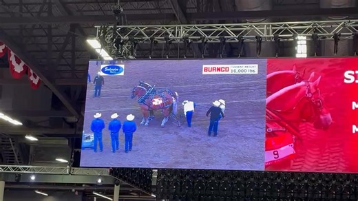 2K views · 31 reactions | Sid and Chip — Melvin Yoder’s second heavyweight team put in a tremendous effort at 10,000 pounds. Congratulations and thank you for making the HHP competition at the Calgary Stampede such a success. | Heavy Horse Pull at the Calgary Stampede | Facebook