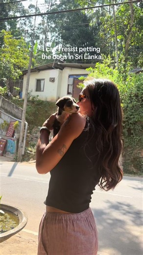 Giving Love to Street Dogs in Sri Lanka