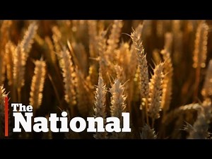 The War on Wheat