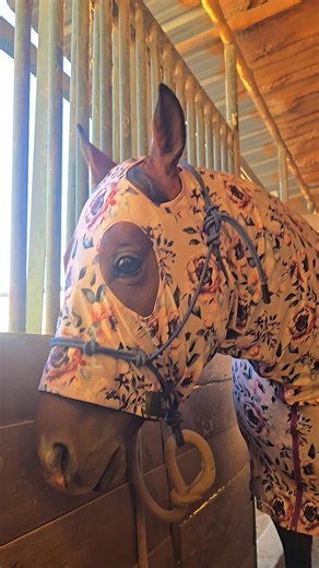 My life long stallion owner lady at the barn says: Stallions are TRY-sexual, they will TRY anything... Years of this running joke🤣🤣 | Brittany Janes