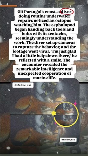 “An Octopus Started Helping a Diver 🐙🤯”