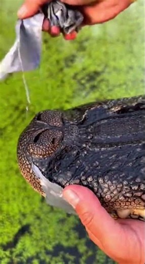 Rescuing an Alligator with its Jaws Taped Shut 🐊