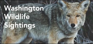 Washington Wildlife Sightings | Coyote Sightings Washington
