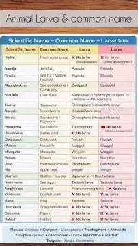 Animals larva #ltgrade #biology