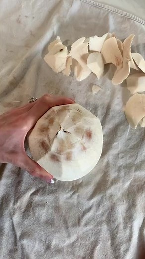 Professional cococut openers only# #coconut #coconuts #coconutwater | July jet