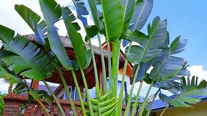 Xishuangbanna tropische heilige Frühling Wassersammlung Standort: Stockvideos & Filmmaterial (100 % lizenzfrei) 3964581739 | Shutterstock
