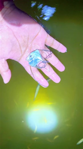 Fakta Menarik tentang Ikan Tupak Rambai (Alectis indica)