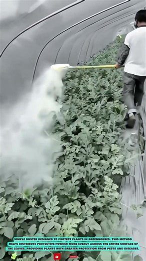 Practical Techniques for Spraying Powder on Plants in Greenhouses #innovationtools