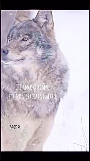 471 reactions · 42 shares | # Nonostante tutto c’è ancora tempo # Grey Wolf # M@X-Wolf TikTok # Instagram # Facebook # Sostieni WWF # | Max Wolf Wolves | Facebook