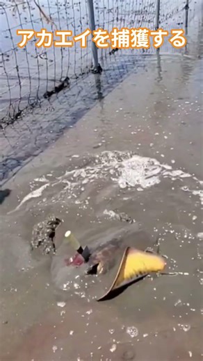 潮干狩りで最も危険な生物を捕獲する #アカエイ