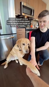 Matthew & Paul on Instagram: "Take a peek at Paul’s new book “Mr Maple: A Guide Dog’s Journey”  https://www.kickstarter.com/projects/pengrooms/mr-maple-a-guide-dogs-journey"
