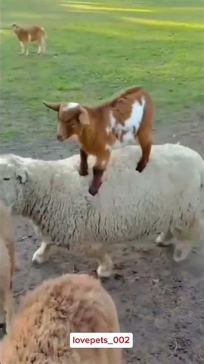 Happy Baby Goat Jumping and Dancing Around