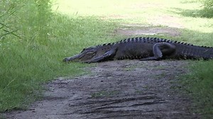 Large American alligator poops on a trail