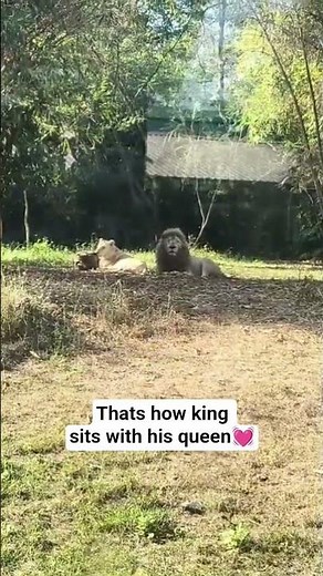 #king #lion #shortsfeed #viral #shorts #youtubeshorts #trendingshorts #quotes #mufasa #simba