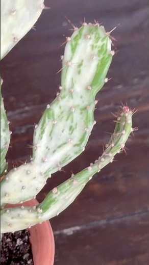 Variegated Josephs Coat Cactus ‘Opuntia monacantha Variegata’