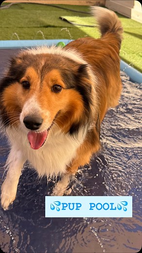 Splish, splash, the pups had a blast!  Our furry campers dove into some pool-time fun during enrichment this week — tails waggin’, water splashin’, and smiles all around! ☀️ #CampBowWowDobsonRanch #PupPools #DogDaysOfSummer #SplishSplash | Camp Bow Wow Dobson Ranch | Facebook