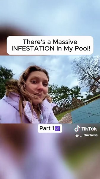 Massive Infestation Found in My Pool: What to Do