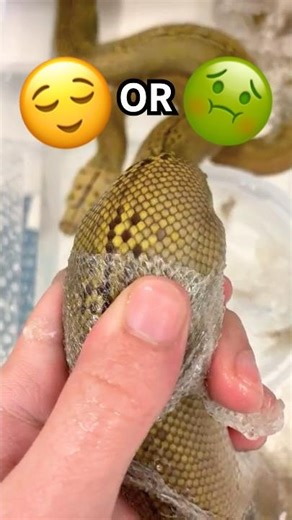 Shedding A Snake! [Satisfying or Sickening?]