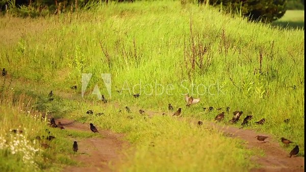 Flock of starlings looking for food on dirt road. Spotless starling is a passerine bird in the starling family, Sturnidae. It is closely related to the common starling. It is largely non-migratory.