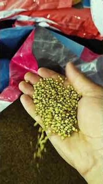 Shuddh Dhaniya Powder Ki Pisai 100% Pure Coriander Grinding Process🌿#chakkiwala #chakki #aata chakki