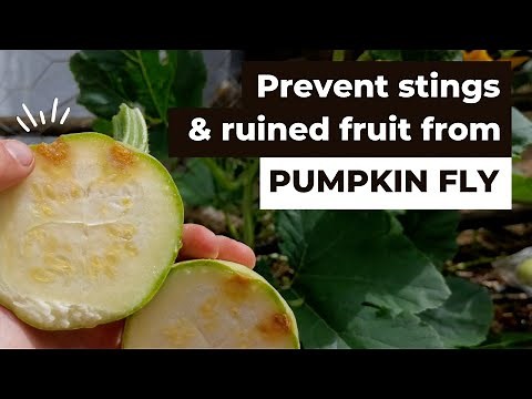 Stop pumpkin fly & fruit fly from stinging your fruits