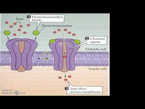 Drug Receptor Interaction