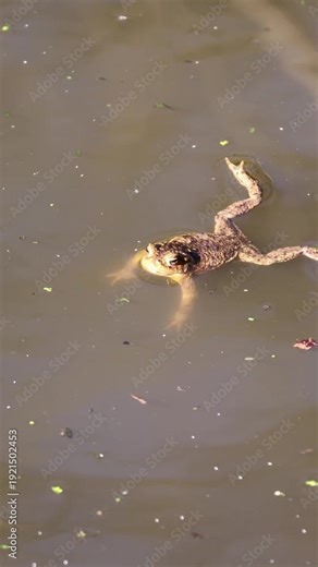 Common toad in a pond: Close-up of a swimming toad (Bufo bufo) at the water's surface