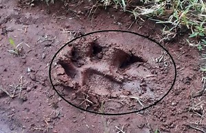 वेटनरी कॉलेज परिसर में तेंदुआ आने की पुष्टि