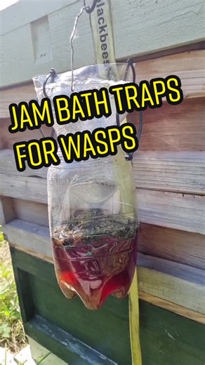 Effective Wasp Trapping with Jam Baths for Beekeepers