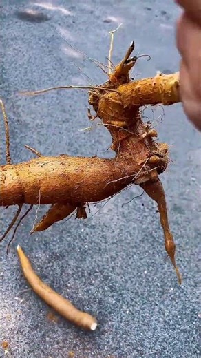 High-Yield Tapioca Farming: Growing, Harvesting & Processing#FarmToTable #Agriculture #OrganicFar