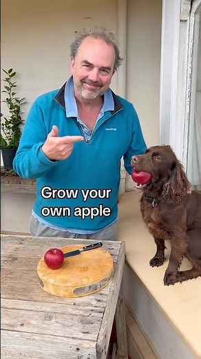 How to grow an apple tree from a pip (seed). It’s an exciting way to create a new apple variety.