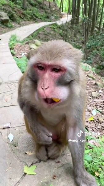 monkey_king on TikTok