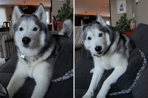 Husky demands to go outside as winter storm hits—hysterics over attitude