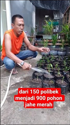 #technique#for#planting#red#ginger#in#a#simple#way#with#fast#results