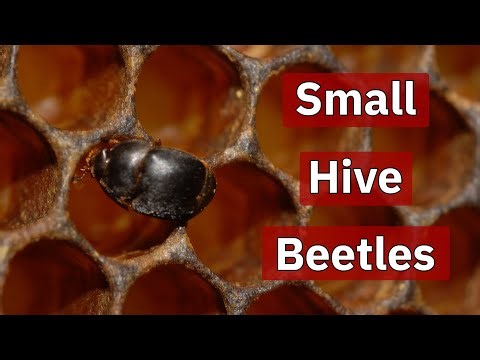 Small Hive Beetles | Beekeeping Academy | Ep. 77