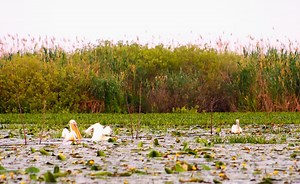 Delta Dunării - Obiective turistice și ce poți să faci - Travel With A Spin