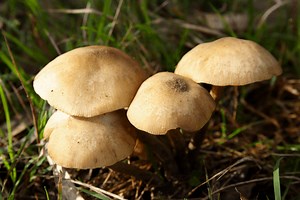 Is Mushroom Compost Good for a Vegetable Garden? - 🌱 Grower Today