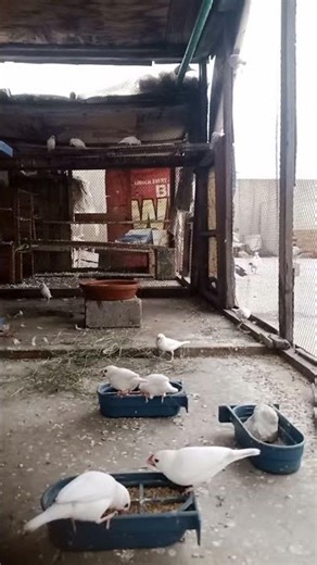 Daily routine live with white java sparrow #birds #ahpethouse / my pets video watch and feedback