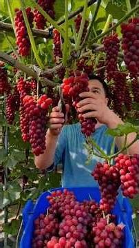 ​The beautiful sight of an eye-soothing fruit orchard. 🍇🥭🍑🍏🍒#shorts #yummy #farming #fruit #farming