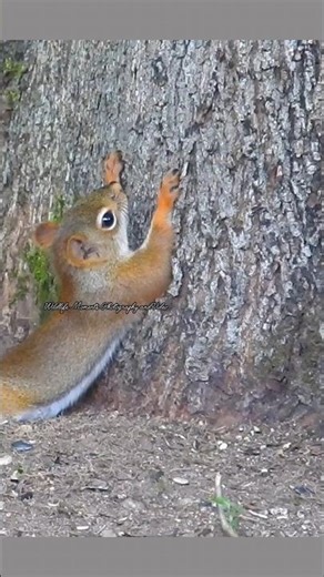 Squirrel taking a rest #brunomars #lazysong