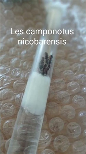 #guitar #dance #music #guitarcover #challenge #fourmis #animaux #jardin