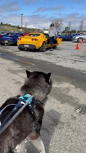 737 reactions · 38 comments | Before there were husky howls, the noises these Lotus cars make were my obsession. Since we were driving through California from SoCal to Norcal on the same day the Golden Gate Lotus Club was having their autocross at WeatherTech Raceway Laguna Seca, Sammy and I got to put Britney Murdock in our buddy’s race car. ️ #weathertechraceway #huskyrescue #gglc #rescueride | Husky Halfway House | Facebook