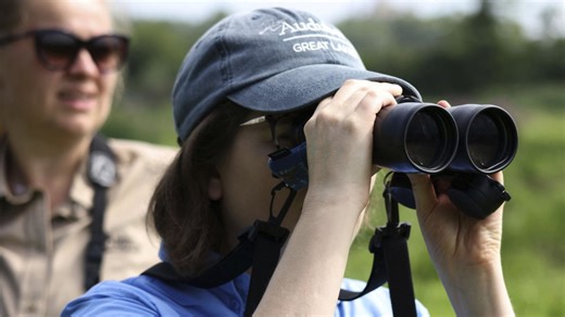 Chicago-area residents urged to turn lights off as bird migrations peak. Here's when
