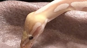 球球超可爱 来看小球蟒！Banana pastave ball python