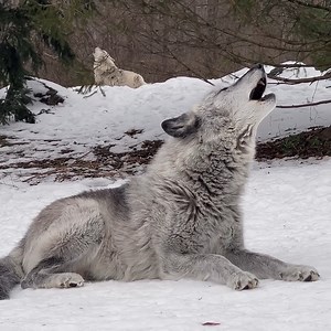 Howls make the world happier 🐺 | Wolf Conservation Center